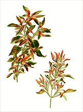 Telanthera Amaena