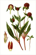 Gomphrena Globosa