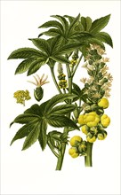 Ricinus Communis