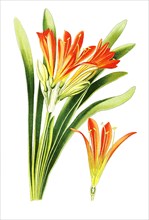 Clivia Miniata