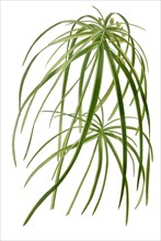 Cyperus Alternifolius