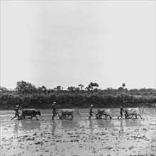 Four South Asian Indian farmers ploughing fields