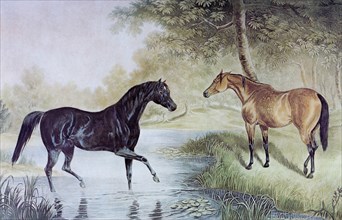 Two horses meeting