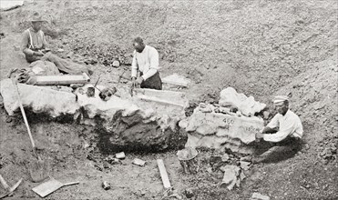 The giant bones of a mammoth being unearthed from Bone Cabin Quarry