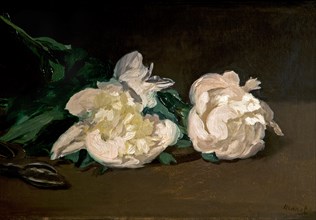 Branch of white peonies and scissors
