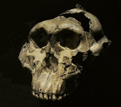 Paranthropus boisei, Reproduction of an adult skull