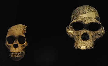 Reproduction of two Australopithecus africanus skulls, On the left, Taung Child, skull of an infant individual