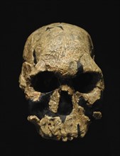 Homo rudolfensis, Reproduction of an adult skull