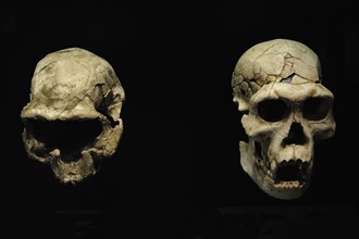 Homo georgicus, On the left, reproduction of the skull D2282 probably of a young woman