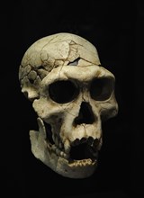 Homo georgicus, Reproduction of the skull D2700 and the jaw D2735 corresponding to a male