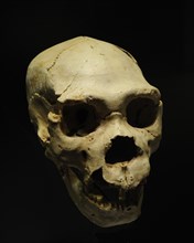 Homo heidelbergensis, Skull 5 and mandible AT-888 of an adult individual, called Miguelon