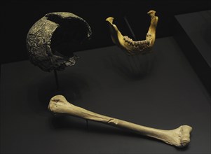 Homo heidelbergensis, Fragment of a cranium, 250000 years ago (Swanscombe, Great Britain)