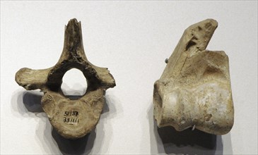 Vertebra and humerus of a deer, Mousterian period