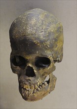 Homo sapiens, Reproduction of a skull