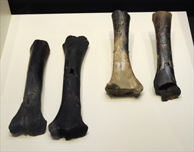 Long bones for the elaboration of ocular idols, Chalcolithic