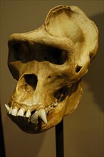 Skull of a West African gorilla,