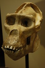 Skull of a West African gorilla, Zoo of Barcelona