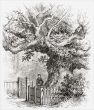 The Crouch Oak tree