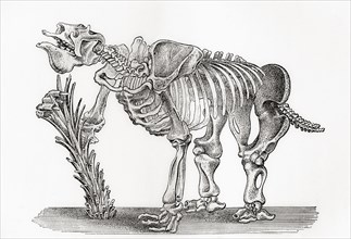 Skeleton of a Megatharium