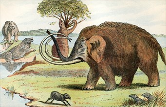 The woolly mammoth (Mammuthus primigenius)