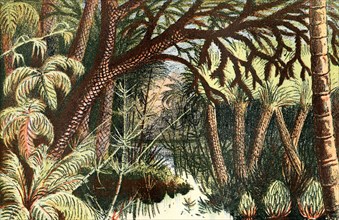A forest from the Carboniferous era