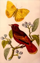 Cotinga ouette bird and colias philea butterfly,1856