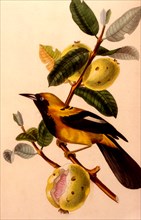 Jacamar bird or jacamacu, lives in amazonia 1856