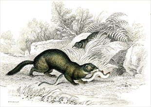 Polecat