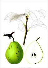 French pear varieties