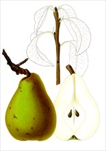 French pear varieties