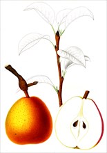French pear varieties