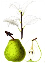 French pear variety