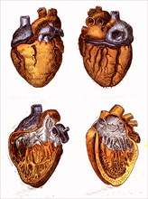 The heart, above : anterior heart and heart posterior surface bottom : right ventricle and left ventricle and orifice of the aorta ' life and health ' by dr jules rengade, paris 1881