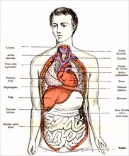 Normal disposition of the viscera in the human body, ' life and health' by dr jules rengade. paris 1881