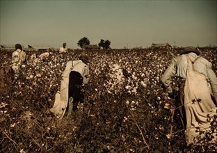 Day laborers picking cotton near Clarksdale, Miss.