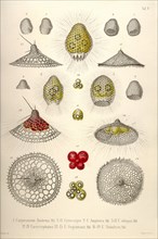 Carpocanium Diadema, Cyrtalpis Amphora, Obliqua, Eucecryphalus, Gegenbauri, Schultzei