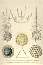 Radiolaria and Skeletal Structures