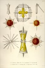 Lithoptera Mulleri, Astrolithium, A. Dicopum, A. bifidum, A. Cruciatum, Diploconus Fasces