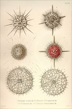 Dorataspis Costata, Haliomma, H.Capillaceum, H. Erinaceus, Actinomma Asteracanthion