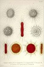 Spongurus cylindricus, Sprongotrochus, S. Longispinus, S. brevispinus, Lithelius, L. Spiralis, L. Alveolina