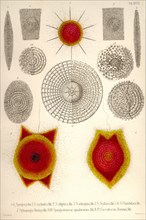 Sponge type Radiolaria and Coccodiscus Darwinii