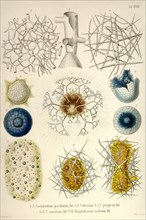 Coelodendrum gracillimum, Collozoum, C. Pelagicum, C. Coeruleum, Rhaphidozoum