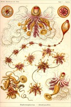 Siphoneae Hydrozoa