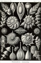 Thalamophora - Forminifera
