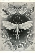 Moths -Tineida