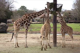 Three Giraffes Eating High