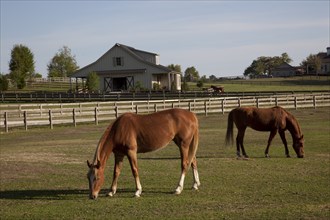 Horses Graze on Farmland in Rural Alabama