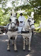Horse Drawn Hearse for Do Dah Day