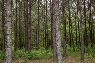 Pine trees in rural Alabama