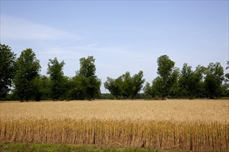Wheat field in Atmore, Alabama